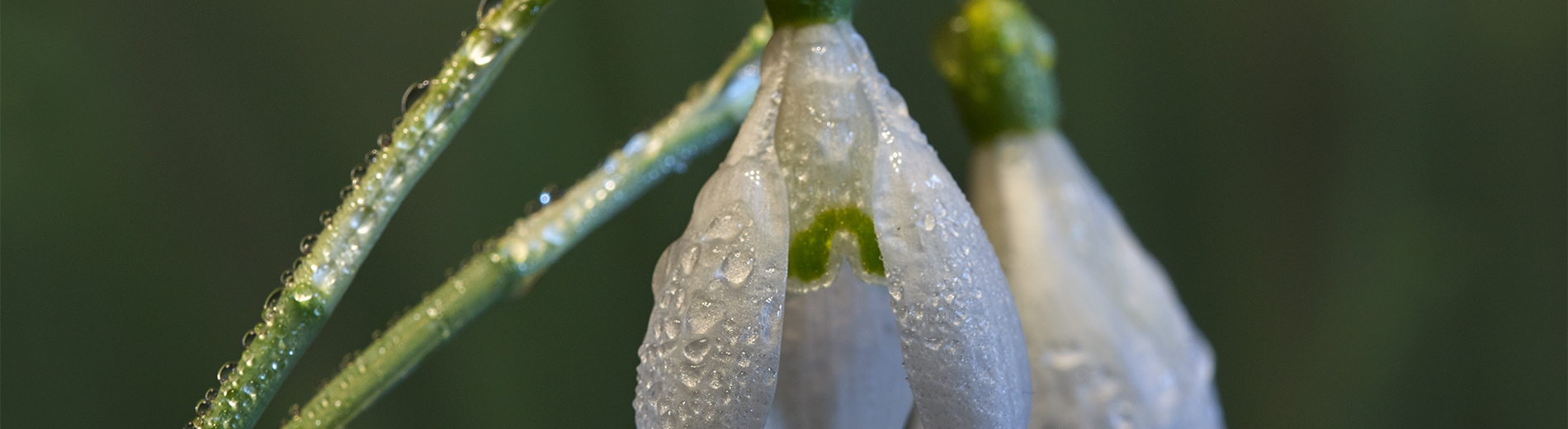 Photo session of snowdrops