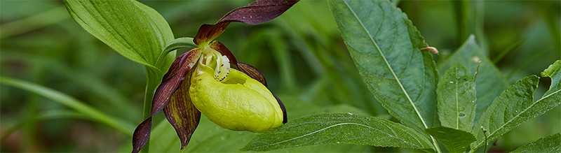 The season of lady’s-slipper orchids